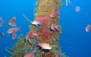 Buceo Club Isla hormiga 3.jpg